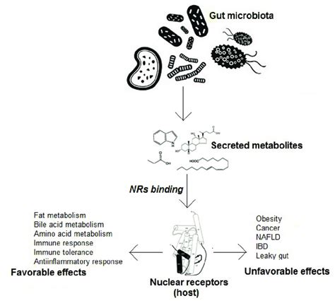 A Schematic Picture Showing Gut Microbiota Secreted Metabolites Binding