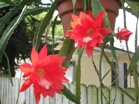Online Plant Bazar Red Brahma Kamal Night Queen Flower Live Plant R1