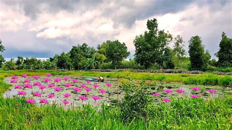 Thu Hoạch Bông Súng harvest water lily Trung Nuôi Trồng