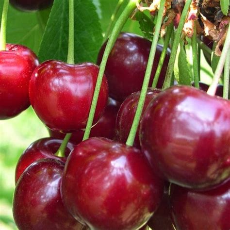 Ciliegio Dolce Durone Nero Di Vignola Piantedafrutta Italia