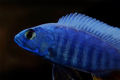 Blue Cichlid (Sciaenochromis Fryeri) Complete Care Sheet