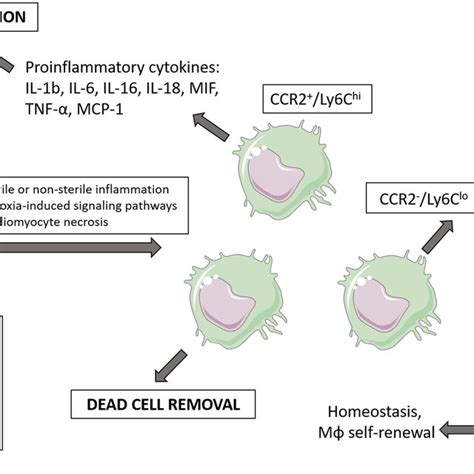 Schematic Presentation Of Major Macrophage Mediated Cardiac Remodeling