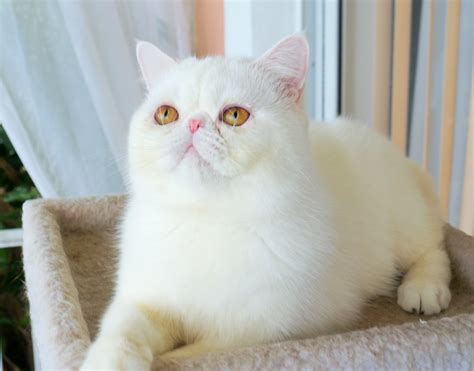 Exotic Shorthair Cat Breeders Websites | KittySites.Com