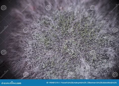 Mold Background. Macro Shot of Mold. Mold Spores in Agar-agar ...