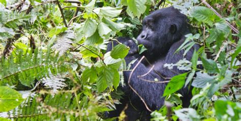 Gorilla Discovery Travel Updates Archives Gorilla Trekking Safaris