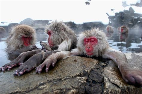 Der Jigokudani Affenpark Asiens Skurrilste Touristenattraktion