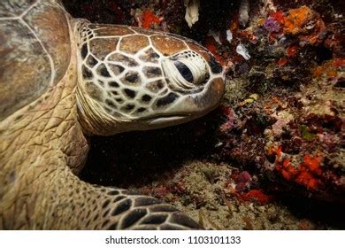 Honeycomb Moray Eel Gymnothorax Favagineus Being Stock Photo Edit Now