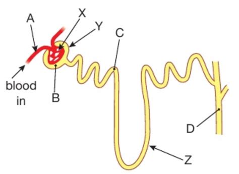 Nephron Function Diagram