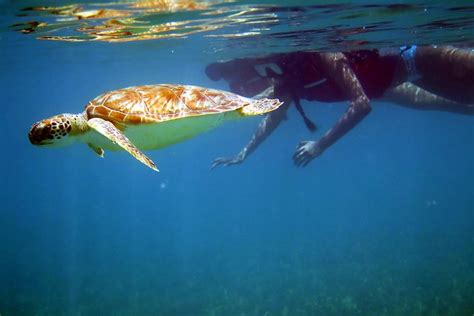 St Thomas Sea Turtle Snorkel Tour with Beach-Side Lunch 2024