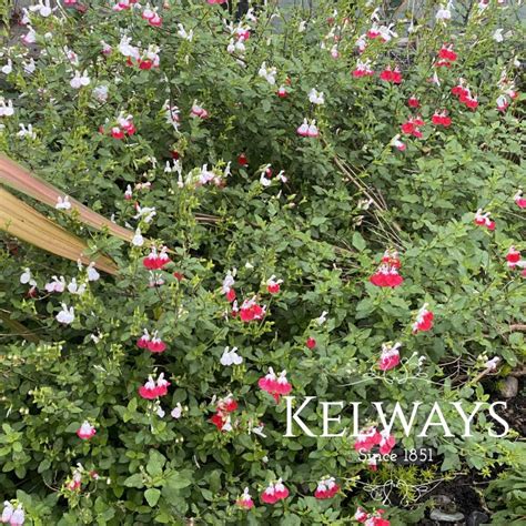Salvia Hot Lips Kelways Plants Ltd
