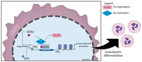 Future Pharmacology Free Full Text Acute Promyelocytic Leukemia Apl A Review Of The