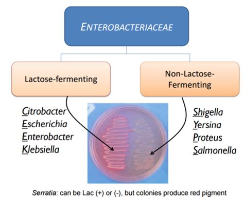 Micro E2 E Coli Shigella Flashcards Quizlet