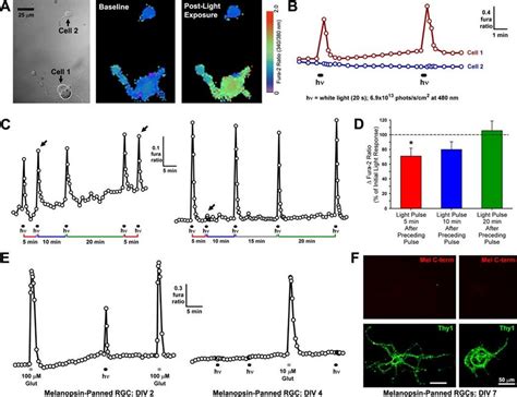 Photosensitivity Of Melanopsin Panned Rgcs A Differential