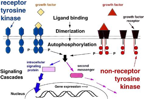 Signaling Through Tyrosine Kinases Download Scientific Diagram