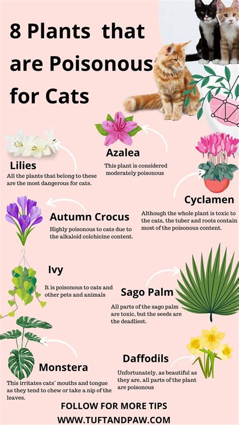 These Plants Are Poisonous To Cats So If You Have Them In Your Garden