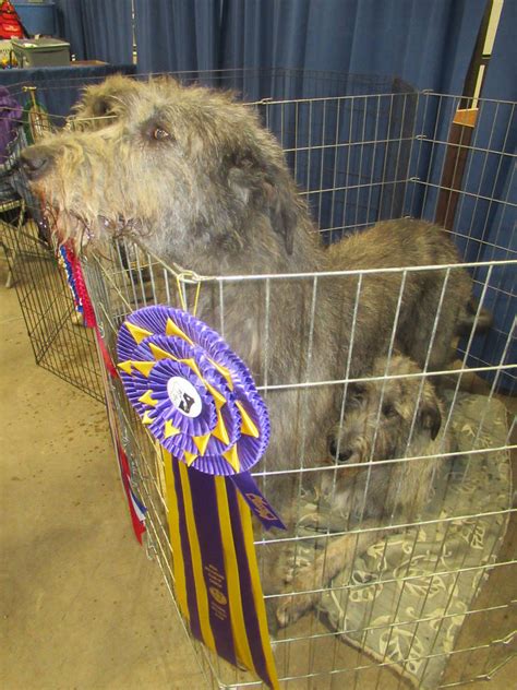 Irish Wolfhound by Codetski101 on DeviantArt