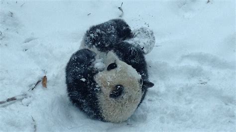 A Panda's First Snow Day: Pile On The Cuteness | WBUR News