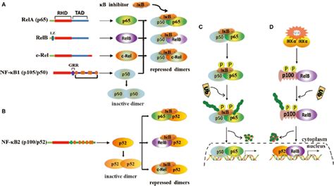 Structure Of Nuclear Factor Kappa B Nf B And Its Activation