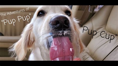 Golden Puppy Has Dairy Queen Pup Cup 1st Time Youtube