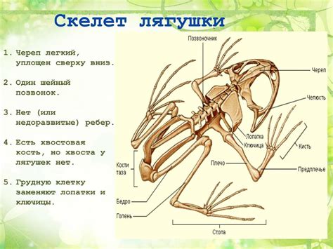 Рисунок скелет лягушки (44 фото)