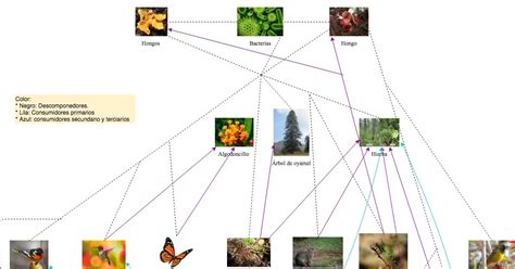 Cuaderno De Biología Iv De Yuliana Nava García Grupo 618 Trama Trófica Del Bosque De Oyamel