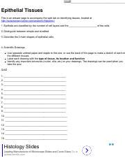 Epithelial Tissue Biopsies Worksheet Answers