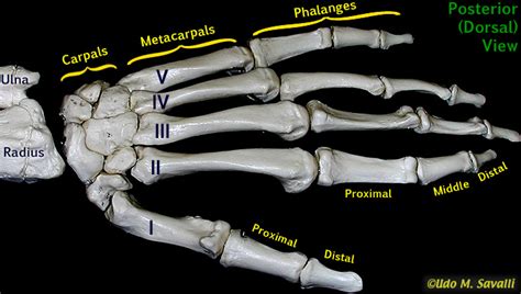 Bio201 Hand Bones