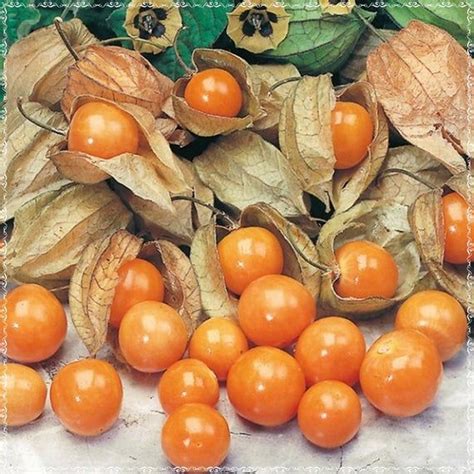 20 Seeds Physalis Alkekengi Seed Fruit Growing Bonsai Non Gmo