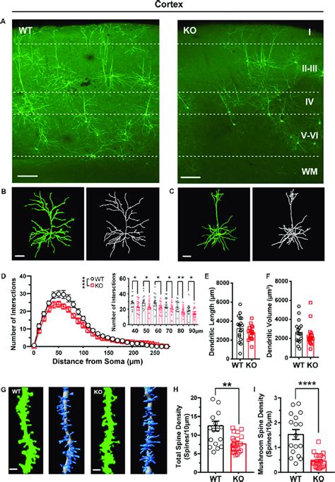 Dendritic Complexity And Dendritic Spine Density Were Reduced In