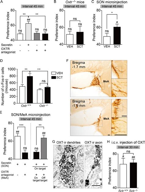 Activation Of Supraoptic Oxytocin Neurons By Secretin Facilitates