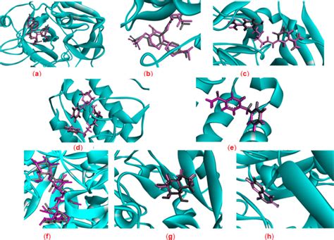 D Representations Of The Superimposition Of The Cocrystallized Ligands