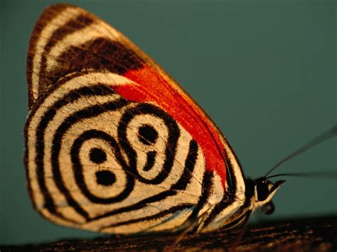 Butterflies, Patterns in Nature, Photos, Pictures, Wallpapers