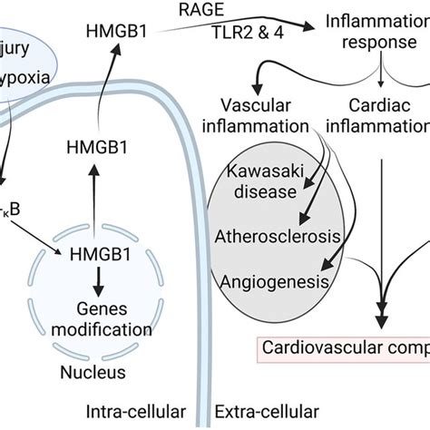 Schema Graphical Representation Illustrating The Role Of Hmgb In