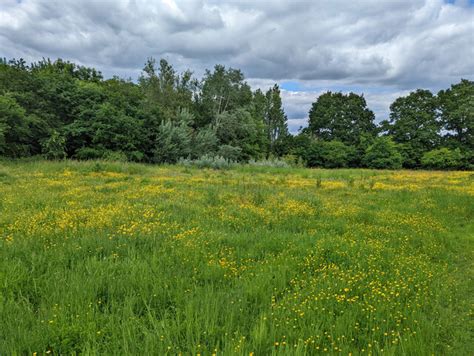 Buttercups In Corner Of Goffs Park Robin Webster Geograph