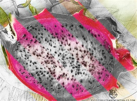 ᐉ The Mysterious Chameleon Dragon Fruit