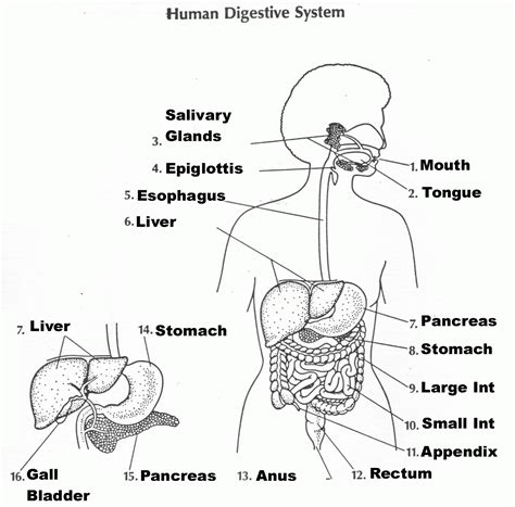 digestive system easy drawing 1