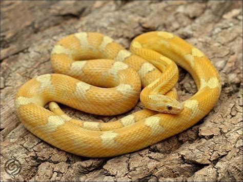 Coral Anerythristic Corn Snake