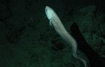 Collection of fish pictures and wallpapers. All aquarium fish species