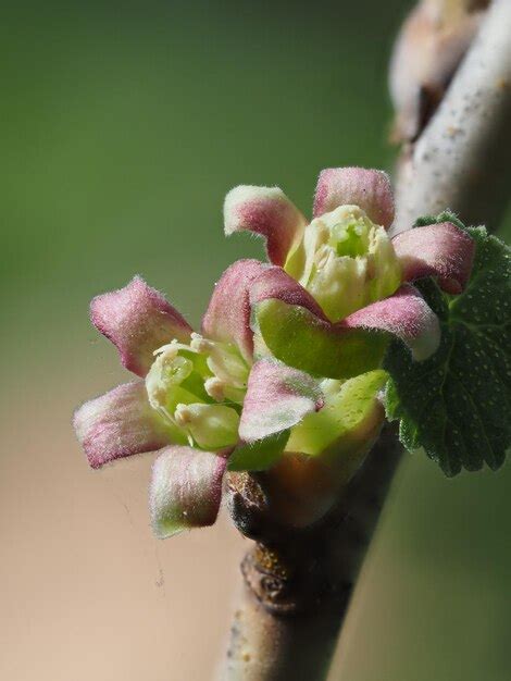 Premium Photo Blooming Black Currant
