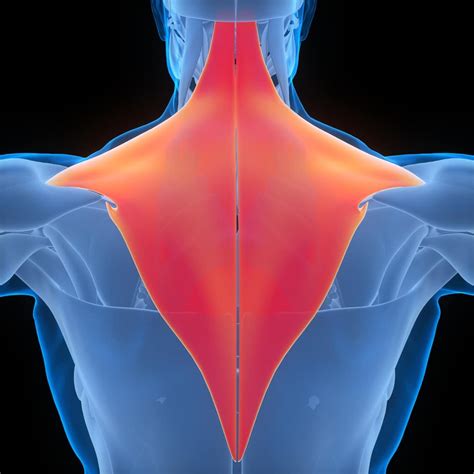 Trapezius Botox Nyc By An Expert Board Certified Physician