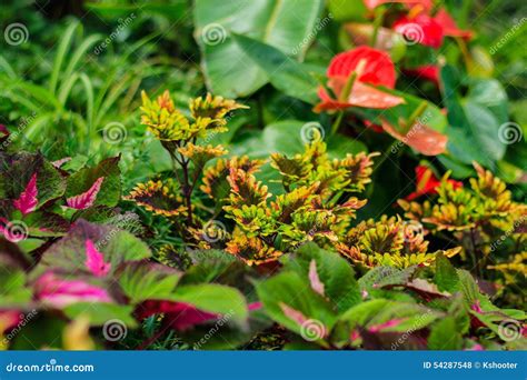 Plantas Medicinales De La Selva Peruana