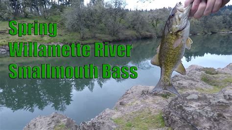 Spring Willamette River Smallmouth Bass Youtube