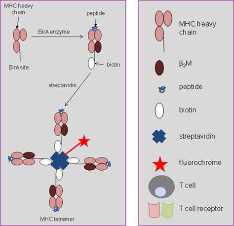 Production Of Mhc Class I Tetramers British Society For Immunology