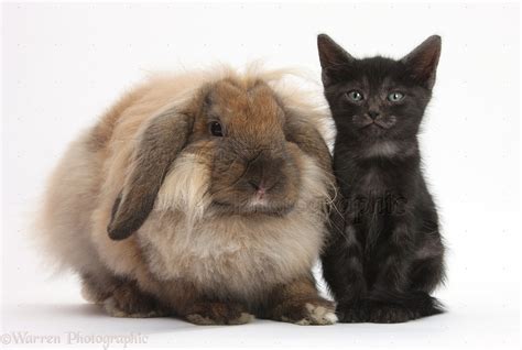 Black Mini Lop Rabbits