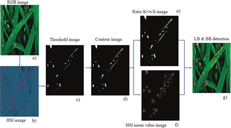 Detection Of Lb And Bb Disease On Rice Leaves Using The Gaussian Naïve Download Scientific