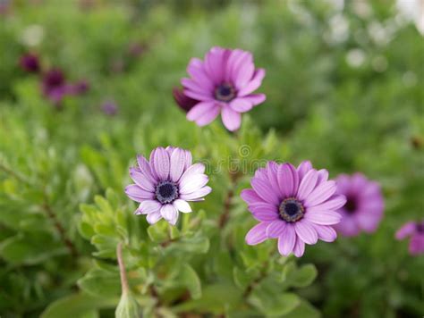 Hermosas Flores De Osteospermum Jucundum Margaritas Africanas Similares