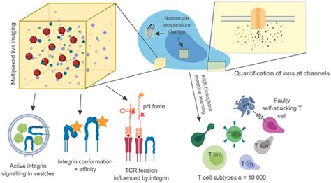 Frontiers Bridging The Nanoscopy Immunology Gap