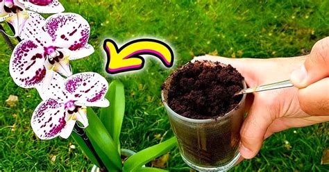 Comment Faire Refleurir Une Orchid E Avec Du Caf