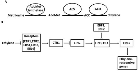 Frontiers Ethylene And Plant Responses To Phosphate Deficiency