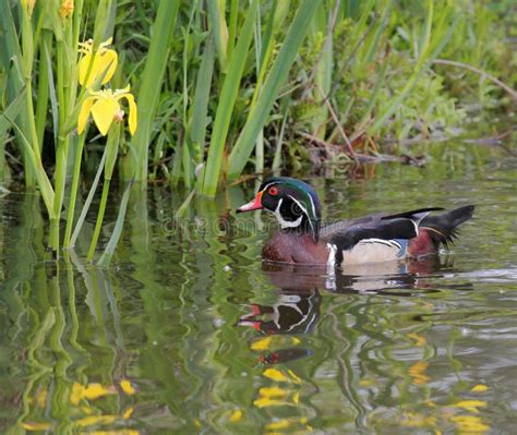 Wood Duck Stock Photo Image Of Lilies Orange Reflections 162480